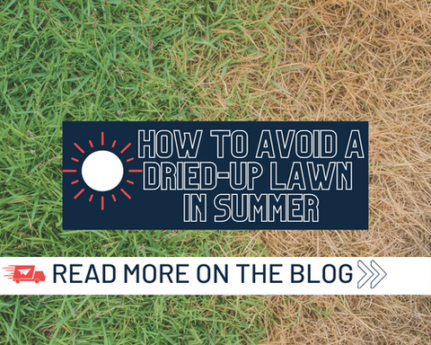 How to Avoid a Dried-Up Lawn in Summer